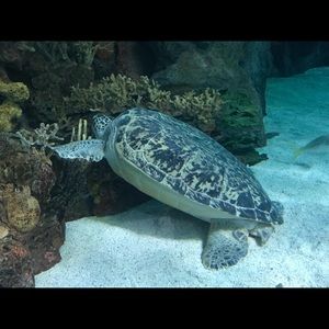 Meet your Posher, Liz